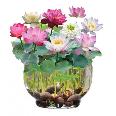 30 Mix Lotus Seeds Mix Color Lotus flower Seeds Sacred Indian Lotus US