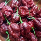 Heirloom Pepper Seeds - Many Unusual Varieties - One Shipping Charge