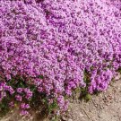 1000+ Creeping Thyme Seeds, (Thymus Serpyllum)  Perennial & Purple Groundcover