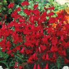 Penstemon EATON'S Red Hummingbird Perennial Beardtongue USA  Non-GMO 200 Seeds!
