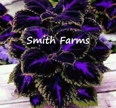 25+ Seeds Black Purple Coleus Flowers Easy to Grow Garden