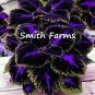 25+ Seeds Black Purple Coleus Flowers Easy to Grow Garden