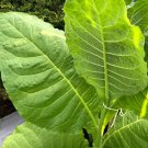 Tobacco Seeds - Havanna Gold - Herb Seeds - USA Grown - Non Gmo