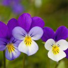 340 SEEDS  Johnny JumpUp  Viola tricolor VIOLET  GroCo*