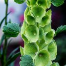 45 SEEDS  Bells of Ireland  GREEN FLOWERS  GroCo USA