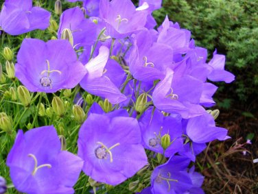 560 SEEDS  TUSSOCK BELLFLOWER  CAMPANULA lavender Blu GroCo*