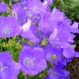 560 SEEDS  TUSSOCK BELLFLOWER  CAMPANULA lavender Blu GroCo*
