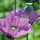 1000 SEEDS  LAVENDER POPPY flower rare color GroCo    =
