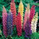35 SEEDS  RUSSELL LUPINE, PERENNIAL flower GroCo USA