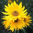 50+ MAXIMILIAN Sunflower Seeds  Perennial  Heirloom  NON GMO  7' + TALL