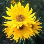 50+ MAXIMILIAN Sunflower Seeds  Perennial  Heirloom  NON GMO  7' + TALL