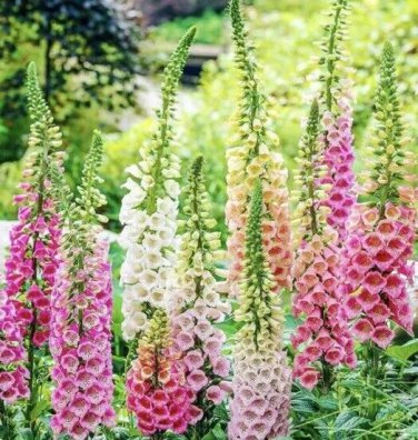 2000+ DIGITALIS FOXGLOVE MIXED COLOR SEEDS