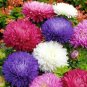 375 SEEDS  aster POWDER PUFF MIX CHINA easy cut flower GroCo