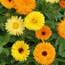 CALENDULA FLOWER SEEDS 100+ PACIFIC BEAUTY MIX annual ORANGE