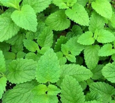 LEMON BALM SEEDS 1000+ perennial herb BEES butterflies GARDEN