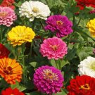 CALIFORNIA GIANT ZINNIA FLOWER SEEDS 100+ MIXED COLORS ANNUAL
