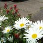 600 SEEDS  daisy SHASTA Alaska PERENNIAL white GroCo (    )