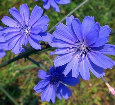CHICORY SEEDS 300+ blue FLOWER garden ITALIAN DANDELION non gmo