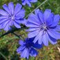 CHICORY SEEDS 300+ blue FLOWER garden ITALIAN DANDELION non gmo