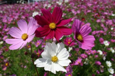 Cosmos Seeds Sensation Mix 100 Ct Flower Garden ANNUAL USA SELLER