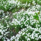 1000 SEEDS  Alyssum Sweet White flower  FRAGRANT GroCo*