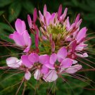 CLEOME SEEDS 200+ SPIDER PLANT MIX annual FLOWER garden WILDFLOWER