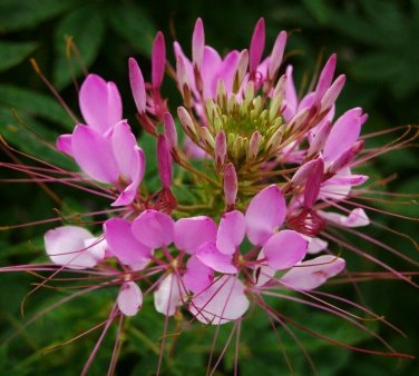 CLEOME SEEDS 200+ SPIDER PLANT MIX annual FLOWER garden WILDFLOWER