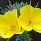 Common Evening Primrose Seeds, Beautiful Yellow Flowers, Fragrant,