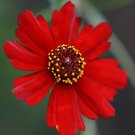 1340 SEEDS  coreopsis PLAINS DWARF RED flower GroCo