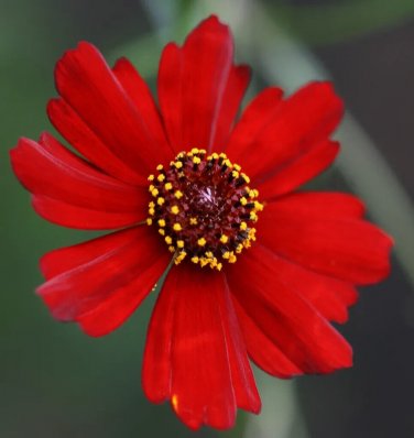 1340 SEEDS  coreopsis PLAINS DWARF RED flower GroCo