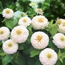 250+ POLAR BEAR ZINNIA SEEDS NON  GMO FRESH FOR YOUR FLOWER GARDENS