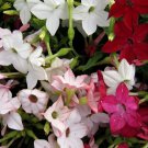 1000 SEEDS  tobacco JASMINE night scented FRAGRANT groco*
