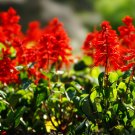 300 SEEDS  sage, scarlet, HUMMING BIRDS red flower GroCo