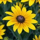 BLACK EYED SUSAN FLOWER SEEDS 2000+ PERENNIAL bee BUTTERFLY garden