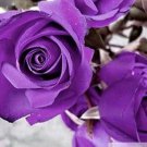 100 Rose Seeds Fresh Colorful China Rare Rose Seed Garden Flower