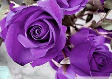 100 Rose Seeds Fresh Colorful China Rare Rose Seed Garden Flower