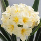 5 Clivia Seeds Kaffir Lily Clivia miniata Garden Flowers
