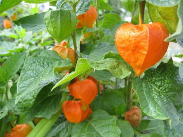 60 SEEDS  chinese lantern RED/ORANGE flower seed PODS GroCo*