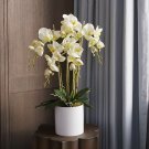 Garden Flower Seed 100 Phalaenopsis Seeds Moth Orchid