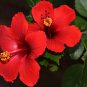 100 Red Hibiscus Seeds Hibiscus Rosasinensis Garden Flowers Seed