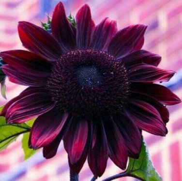 1 Pack 20 Deep Purple Sunflower Seeds Turnsole Helianthus Seed Garden Flowers