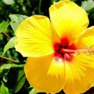 100 Yellow Hibiscus Seeds Hibiscus Rosasinensis Garden Flowers Seed
