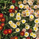 English Daisy Wildflower Seeds, Bellis perennis, Variety Sizes,