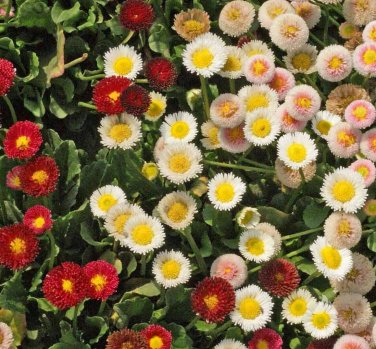 English Daisy Wildflower Seeds, Bellis perennis, Variety Sizes,