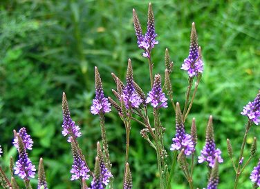 Blue Vervain Seeds 200+ Verbena Hastata Perennial Garden Medicinal USA  S&H