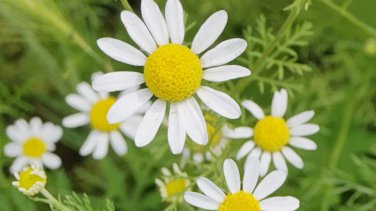 Roman Chamomile Seeds, Ground Cover Teas & Medicine, NONGMO, Variety Sizes Sold