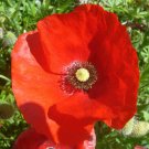 Corn Red Poppy Seeds 1000+ Flower USA SELLER PERENNIAL