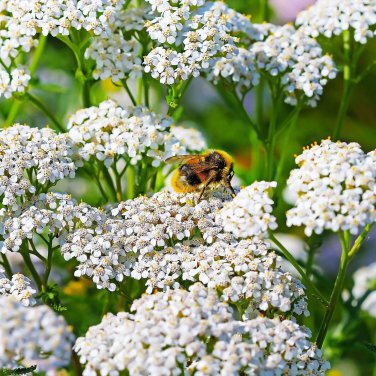 2000+ Yarrow Seeds WHITE (Achillea millefolium)  Perennial NonGMO Pollinators