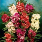 100 SEEDS  balsam CAMELLIA  camelia FLOWERED  GroCo USA