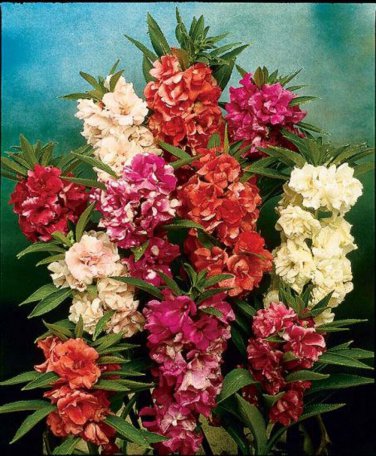 100 SEEDS  balsam CAMELLIA  camelia FLOWERED  GroCo USA